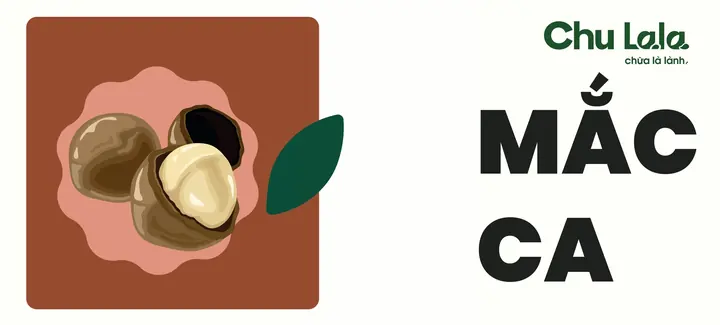 Thẻ nguyên liệu mắc ca: tranh hạt mắc ca trên nền nâu, cạnh một chiếc lá xanh